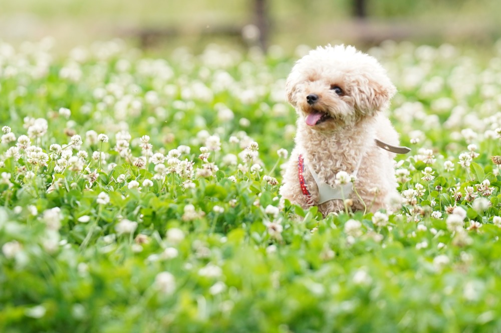 散歩中の犬