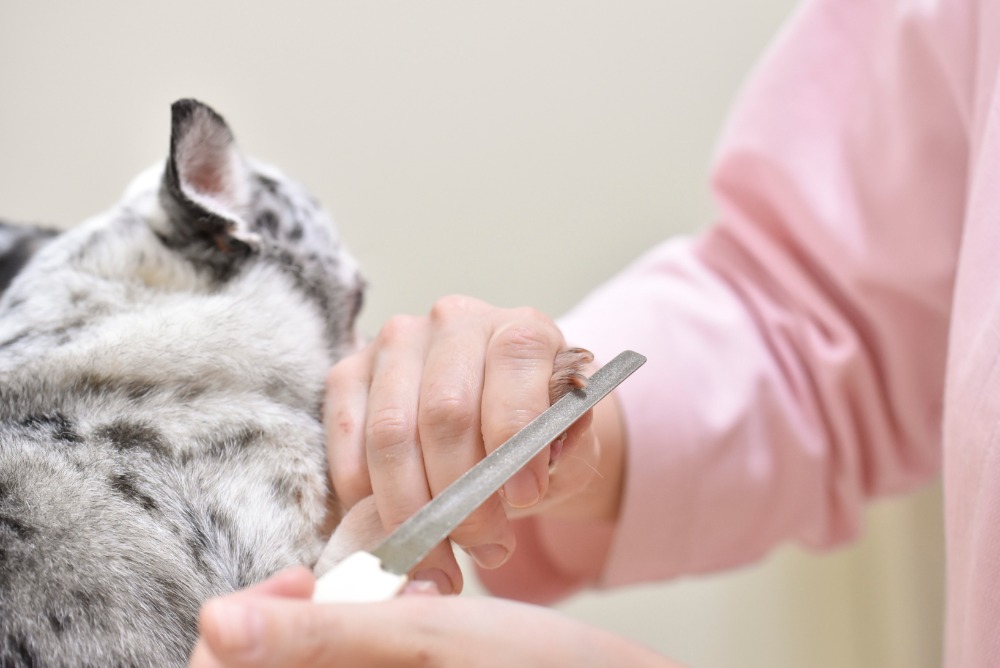 爪を切っている犬