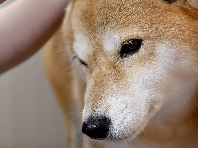 耳の洗浄をしている犬