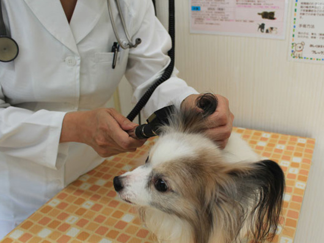 診療中の犬