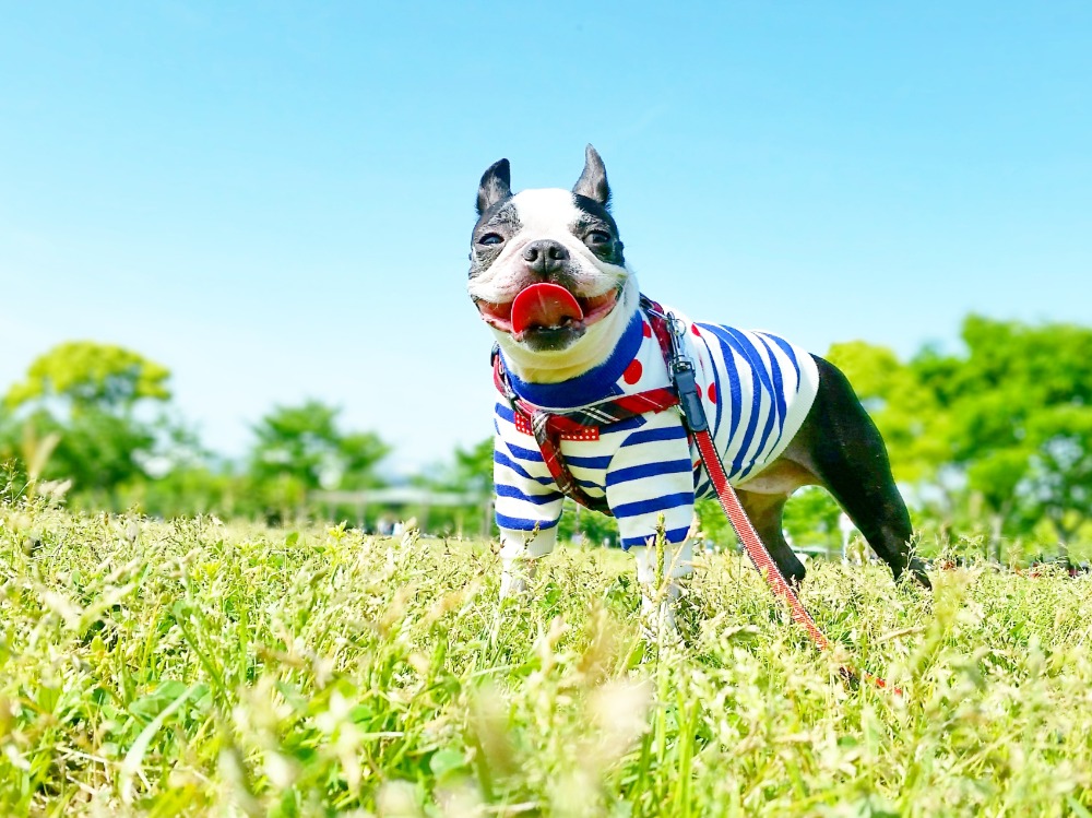 原っぱの犬