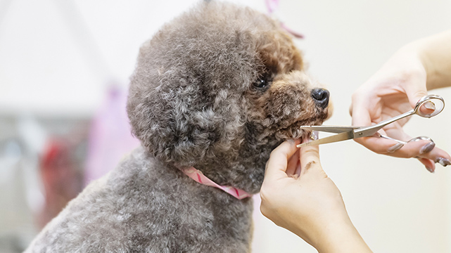 トリミング中の犬