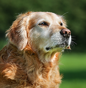 老犬