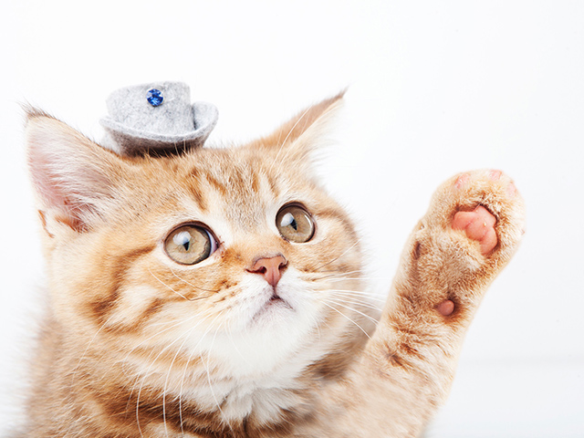 帽子を被った猫